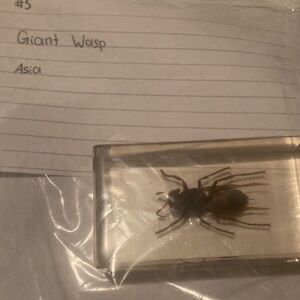 Giant Wasp - Asia